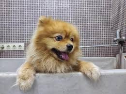PRESTIGIOSA PELUQUERÍA CANINA