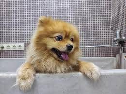 PRESTIGIOSA PELUQUERÍA CANINA — imagen 1