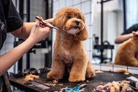 PRESTIGIOSA PELUQUERÍA CANINA — imagen 2
