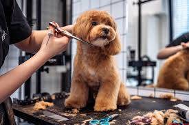 PRESTIGIOSA PELUQUERÍA CANINA — imagen 2