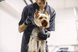 PRESTIGIOSA PELUQUERÍA CANINA — imagen 3